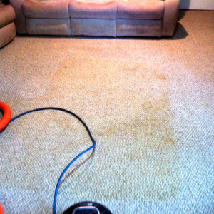 Carpet Cleaning Photo | Scene Clean